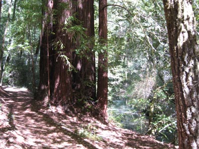 Big Basin State Park